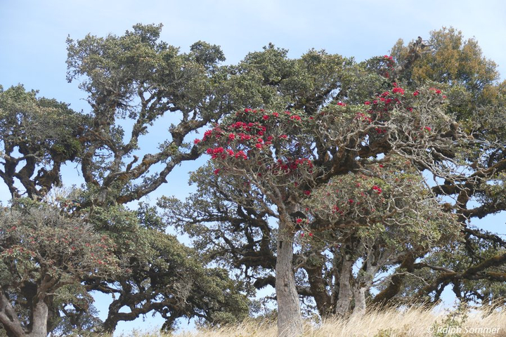 Rhododendron Mount Victoria 