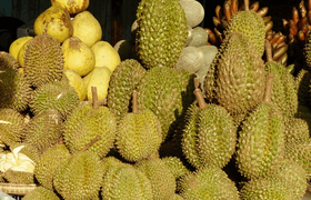 Durianfrüchte Markt Pyin U Lwin Myanmar