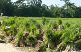 Reispflanzen zur Aussaat