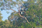 Hornvogel auf Schlafbaum
