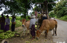 Maiskolben verlesen Myanmar