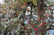 Rhododendron Mount Victoria Nationalpark