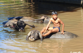 Büffel und Junge baden Myanmar