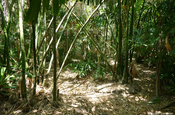 Bambuswald 