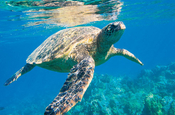 Grüne Meeresschildkröte auch Wa Ale, Mergui Archipel Myanmar