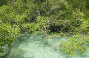 Flut Mangrove Bay 