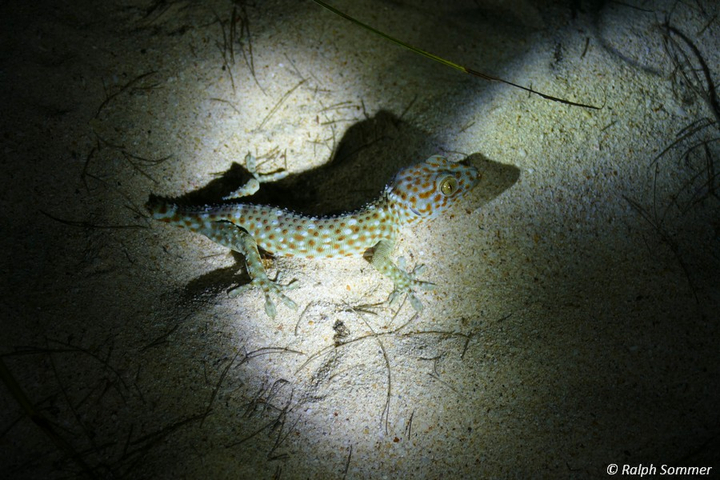 Tokeh Gecko Turtle Beach Wa Ale