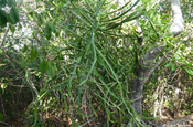 Euphorbia 