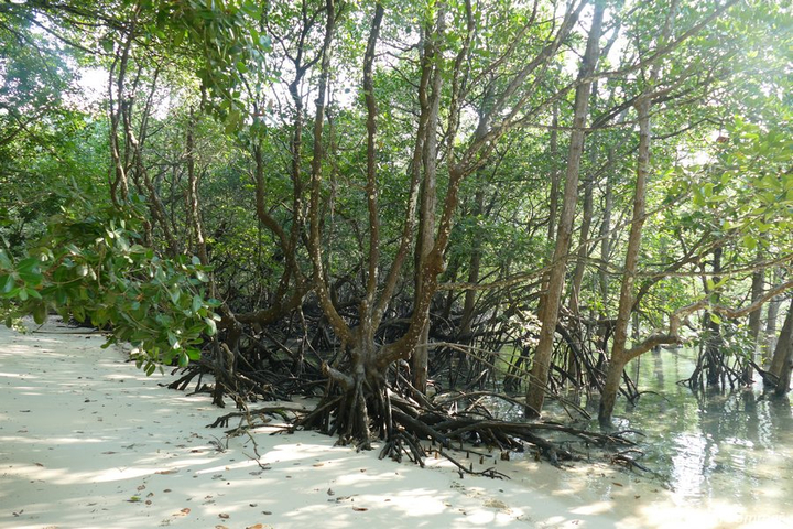 Mangroven 