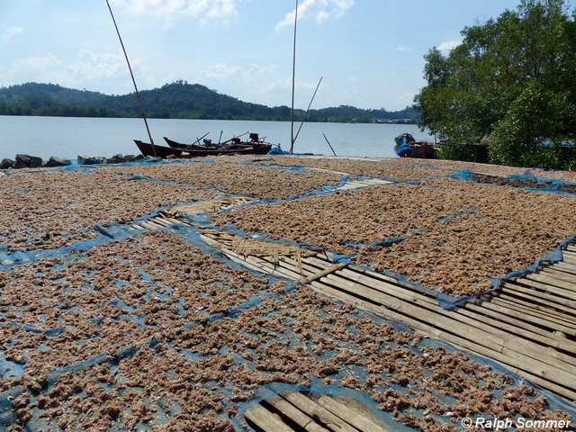 Sardinen Trocknung in Nat Shin, Myanmar