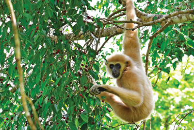Gibbon Mergui Archipel Myanmar