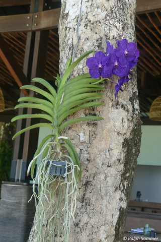 Riesenorchidee vor Restaurant Awei Pila Resort