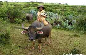 Bauernjunge auf Wasserbüffel Myanmar