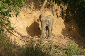 Elefant Pathein