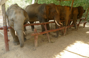 Elefantencamp bei Ngwe Saung Strand