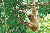 Gibbon auf Wa Ale, Mergui Archipel Myanmar