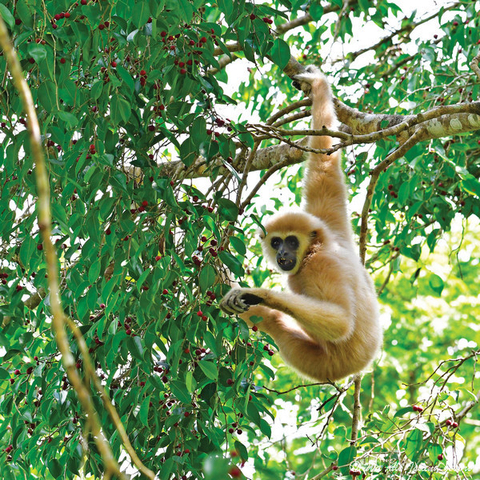 Gibbon auf Wa Ale, Mergui Archipel Myanmar