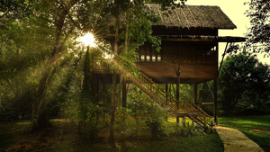 Treehouse Jungle Camp Khao Sok Nationalpark