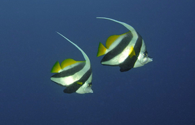 Maskenwimpelfische