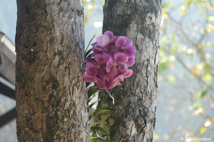 Orchidee vor Restaurant Awei Pila Resort 