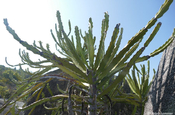 Euphorbia Kaktus Pebble Beach