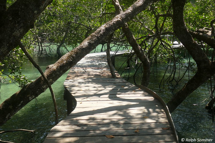 Laufsteg Mangrove Bucht
