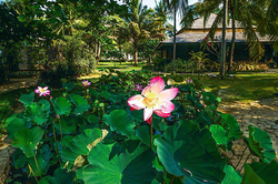 Sunny Paradise - Deluxe Bungalow und Garten