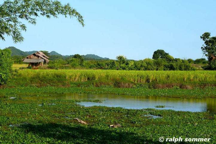 Reisfelder Myanmar