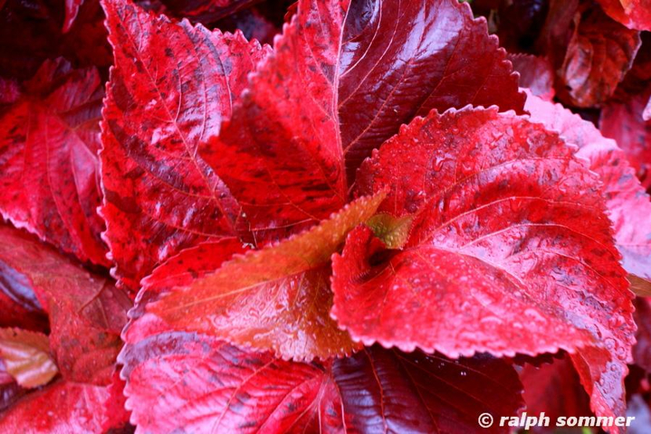 rote Blätter