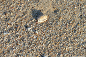 Sand mit Muschelstücken an der Turtle Beach