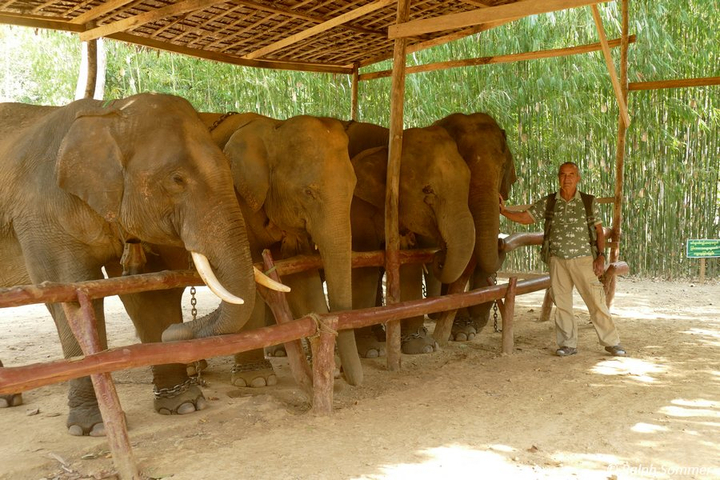 Elefantencamp in Pathein
