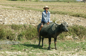 Wasserbüffel mit Reiter, Myanmar