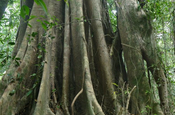 Ficusbaum Insel Wa Ale