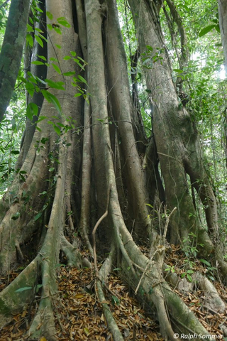 Ficusbaum Insel Wa Ale