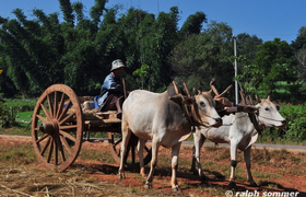Ochsengespann Pindaya Myanmar