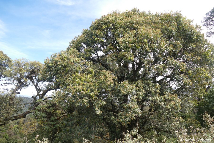 Riesenbaum Mount Victoria