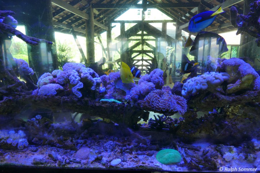 Aquarium Victoria Cliff Hotel Kawthaung